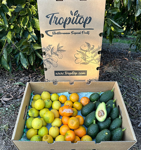 Mix de tangerinas, abacates e limões - Venda direta do agricultor