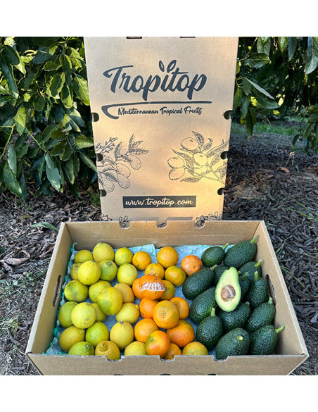 Mix de tangerinas, abacates e limões - Venda direta do agricultor