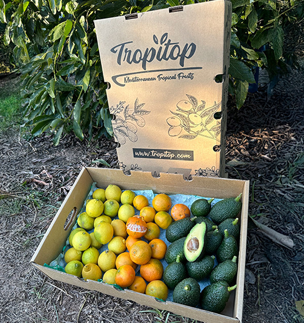 Mix de mandarinas, aguacates y limones - Venta directa del agricultor