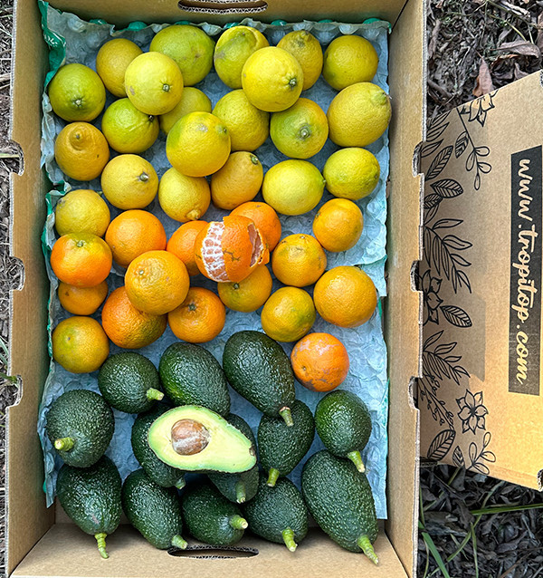 Mix of tangerines, avocados and lemons - Direct sale from the farmer
