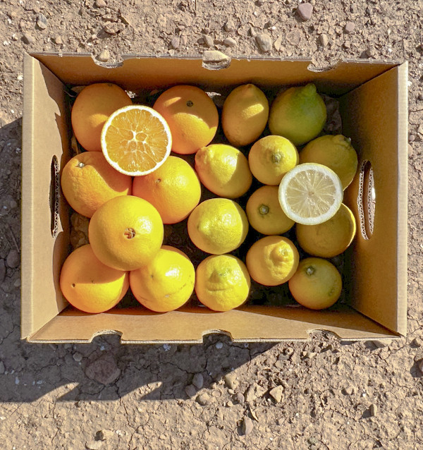 Laranjas e limões | Frutas on-line