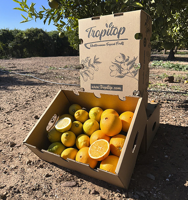 Orangen und Zitronen | Online-Obst