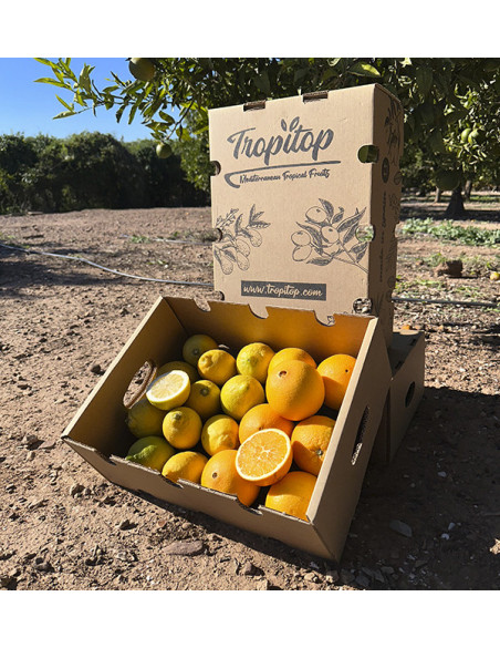 Laranjas e limões | Frutas on-line