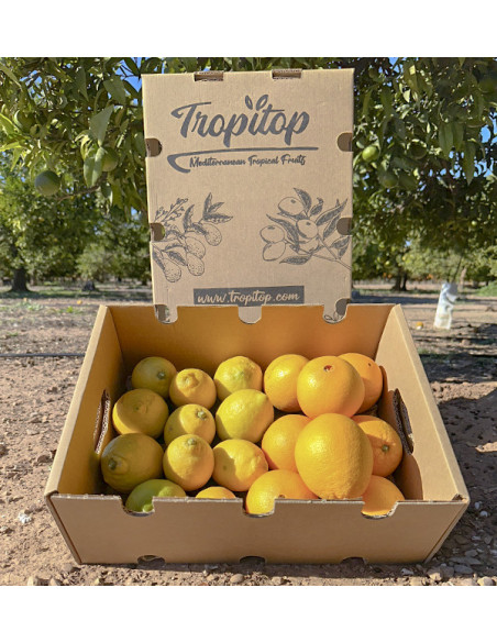 Laranjas e limões | Frutas on-line