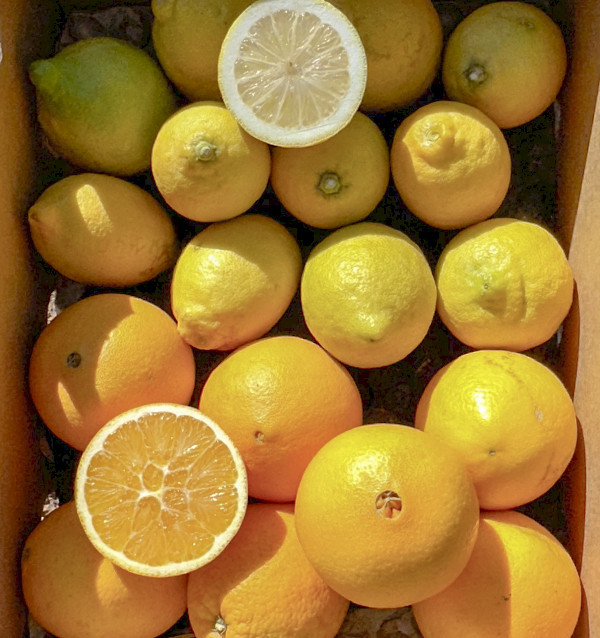 Laranjas e limões | Frutas on-line