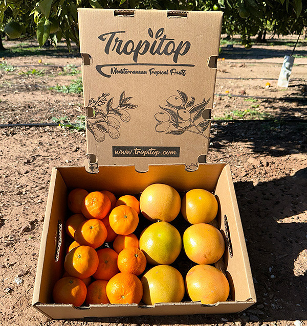 Clementina tangerina e toranja direto do campo para sua casa