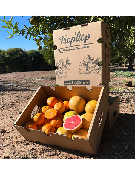 Clementina tangerina e toranja direto do campo para sua casa