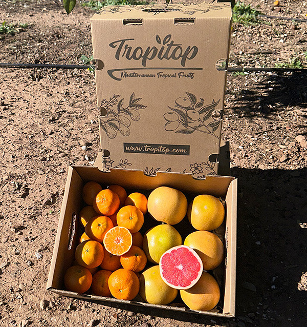 Clementina tangerina e toranja direto do campo para sua casa