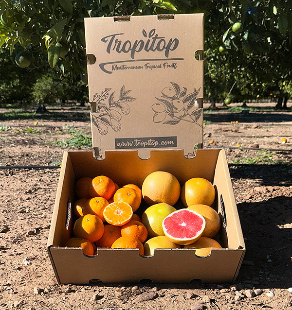 Clementina tangerina e toranja direto do campo para sua casa