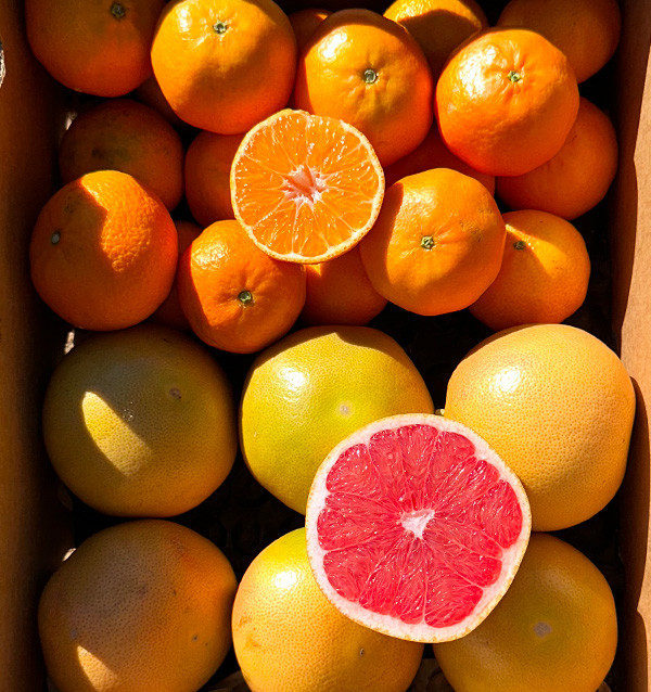 Clementina tangerina e toranja direto do campo para sua casa