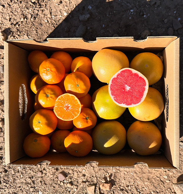 Clementina tangerina e toranja direto do campo para sua casa