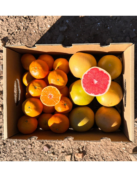 Mandarines clémentines et pamplemousses directement du champ à votre domicile