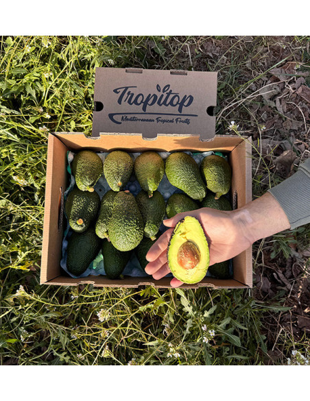 Avocados Online Kaufen | Bestellen aus Spanien - Tropitop