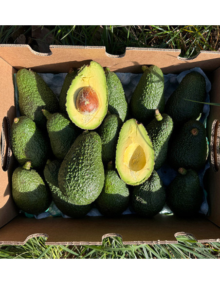 Comprar Aguacates online en Tropitop