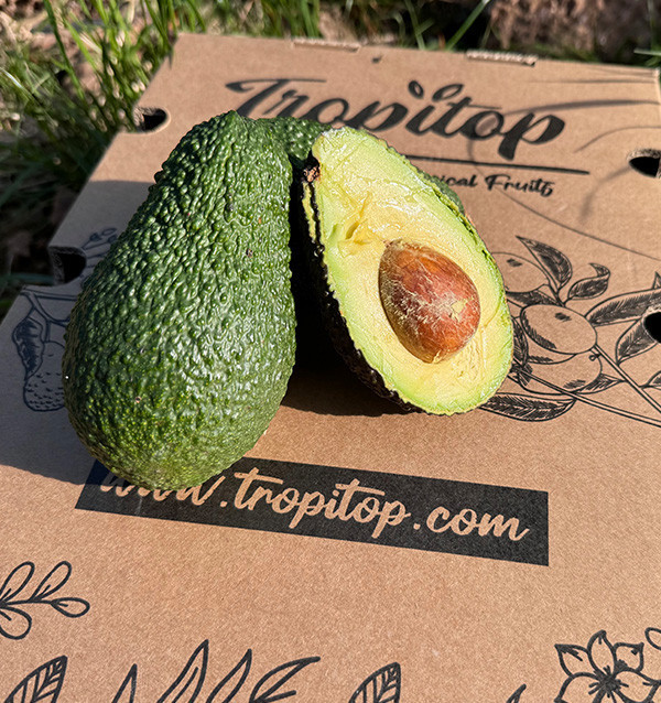 Avocados Online Kaufen | Bestellen aus Spanien - Tropitop