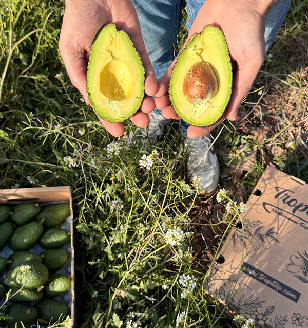 Avocados Online Kaufen | Bestellen aus Spanien - Tropitop