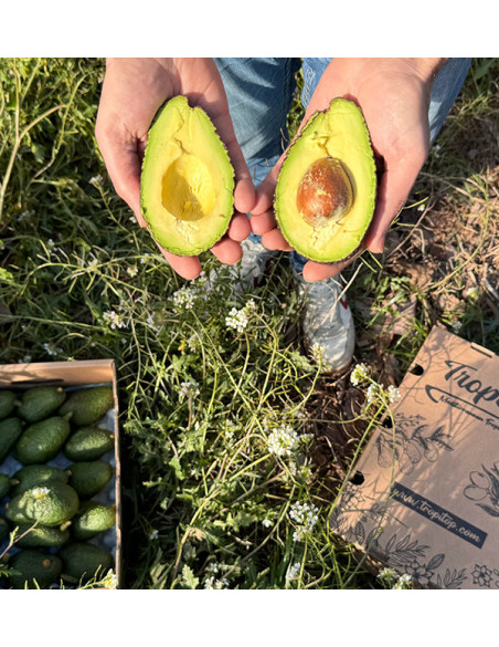 Avocados Online Kaufen | Bestellen aus Spanien - Tropitop