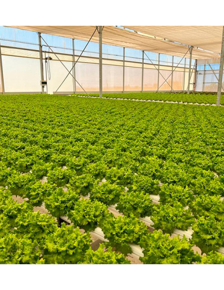 Buy Hydroponic Lettuce Online - Fresh, Living Lettuce from Tropitop