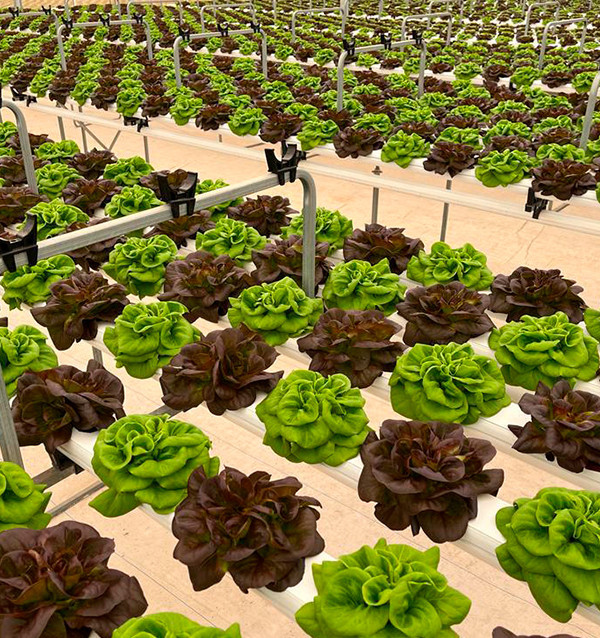 Acheter des Laitues Hydroponiques en Ligne - Laitues vivantes savoureuses et de qualité Tropitop