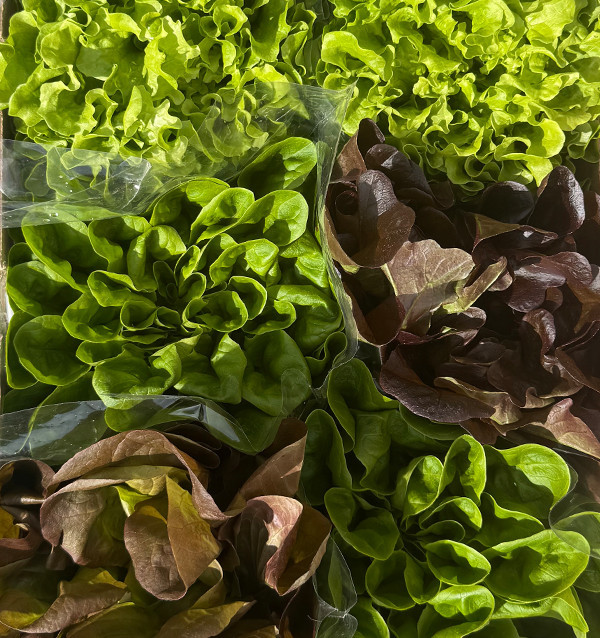 Acheter des Laitues Hydroponiques en Ligne - Laitues vivantes savoureuses et de qualité Tropitop