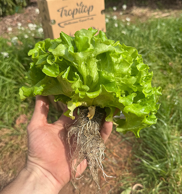 Comprar Lechugas Hidropónicas Online - Lechugas vivas sabrosas y de calidad Tropitop