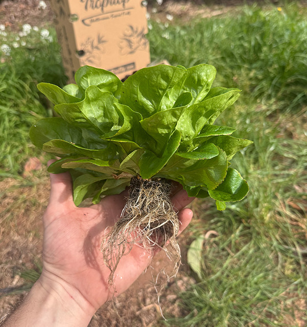 Buy Hydroponic Lettuce Online - Fresh, Living Lettuce from Tropitop