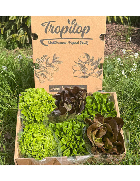Comprar Lechugas Hidropónicas Online - Lechugas vivas sabrosas y de calidad Tropitop