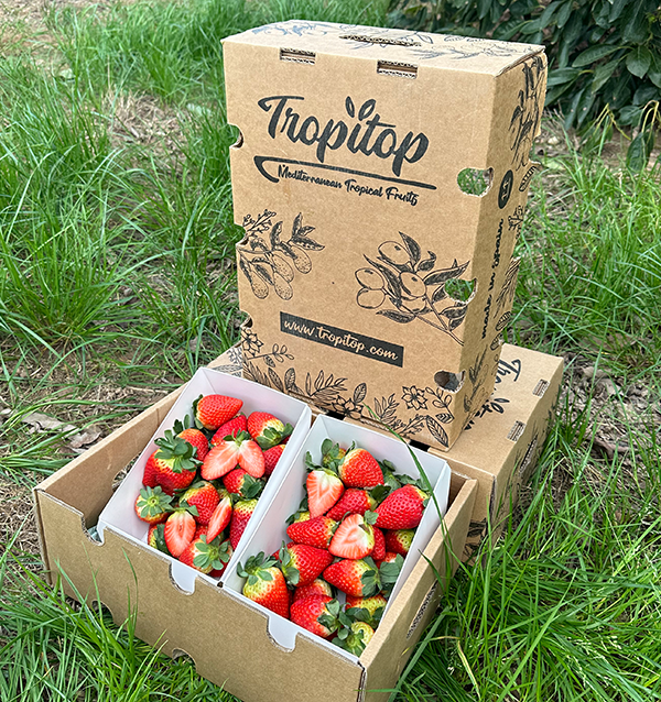Comprar Fresas Online en Tropitop | Directas del campo a tu mesa