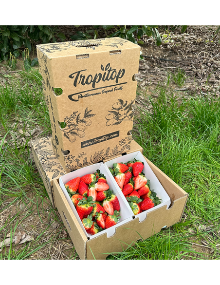 Erdbeeren Online Kaufen bei Tropitop | Direkt vom Feld auf Ihren Tisch