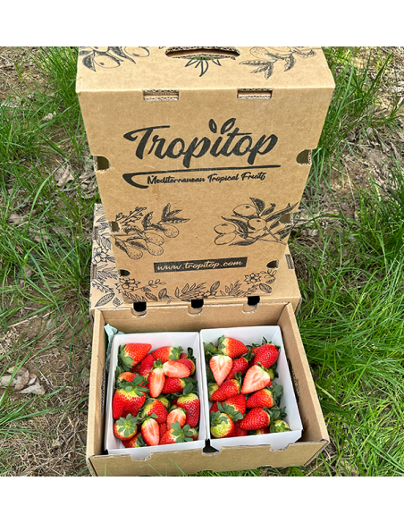 Acheter des Fraises en Ligne sur Tropitop | Directement du champ à votre table