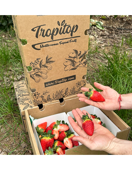 Comprar Fresas Online en Tropitop | Directas del campo a tu mesa