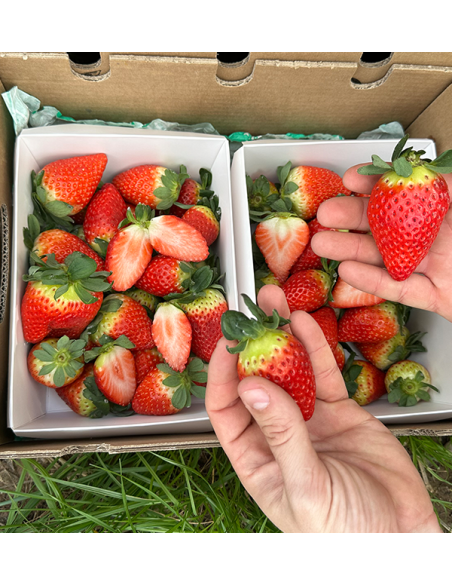 Comprar Fresas Online en Tropitop | Directas del campo a tu mesa