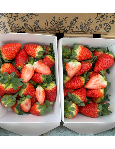 Erdbeeren Online Kaufen bei Tropitop | Direkt vom Feld auf Ihren Tisch
