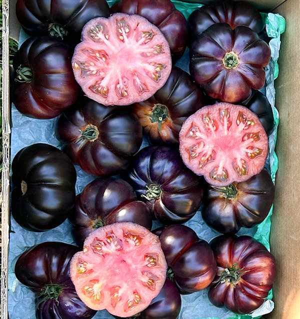 Acheter Tomate Bleue en Ligne chez Tropitop