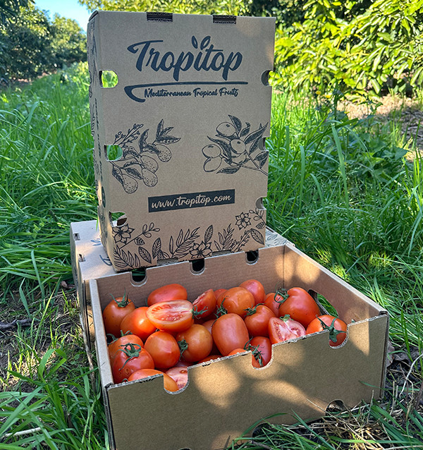 Comprar Tomate Pera Online na Tropitop