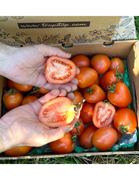 Comprar Tomate Pera Online na Tropitop