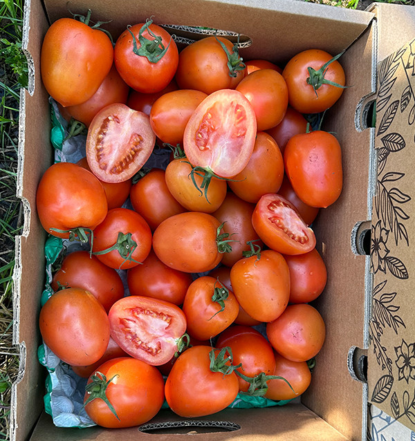 Comprar Tomate Pera Online na Tropitop