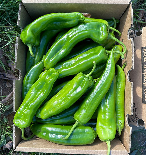 Acquista Peperoni Italiani Rossi Online su Tropitop 2