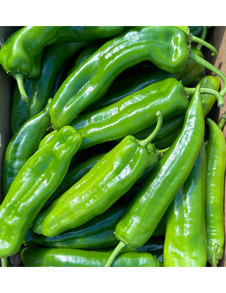 Rote Italienische Paprika Online bei Tropitop kaufen