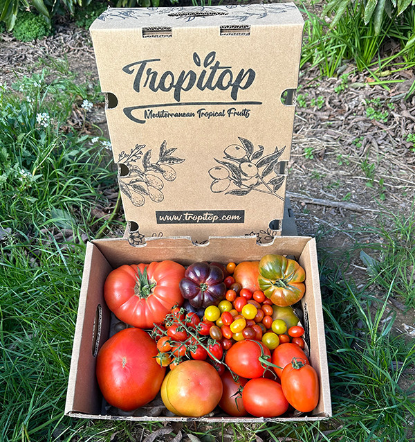 Comprar Pack Tomates variados de Temporada Online | Tomates Premium | Tropitop
