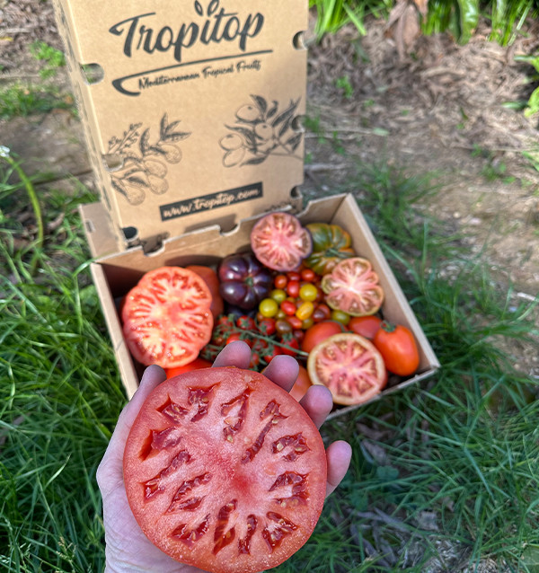 Comprar Pack Tomates variados de Temporada Online | Tomates Premium | Tropitop