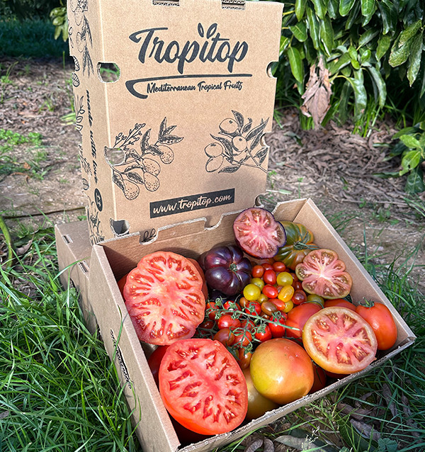 Comprar Pack Tomates variados de Temporada Online | Tomates Premium | Tropitop