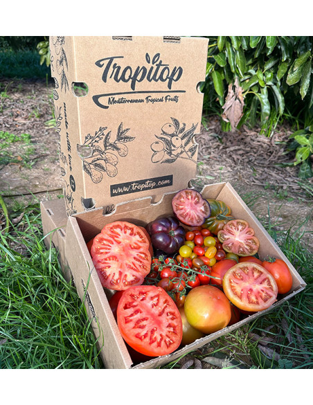 Comprar Pack Tomates variados de Temporada Online | Tomates Premium | Tropitop