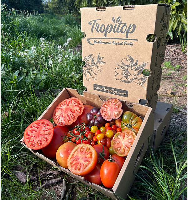 Comprar Pack Tomates variados de Temporada Online | Tomates Premium | Tropitop