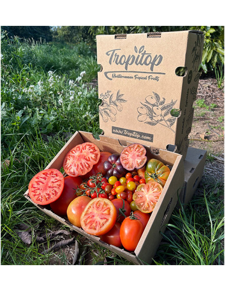 Comprar Pack Tomates variados de Temporada Online | Tomates Premium | Tropitop