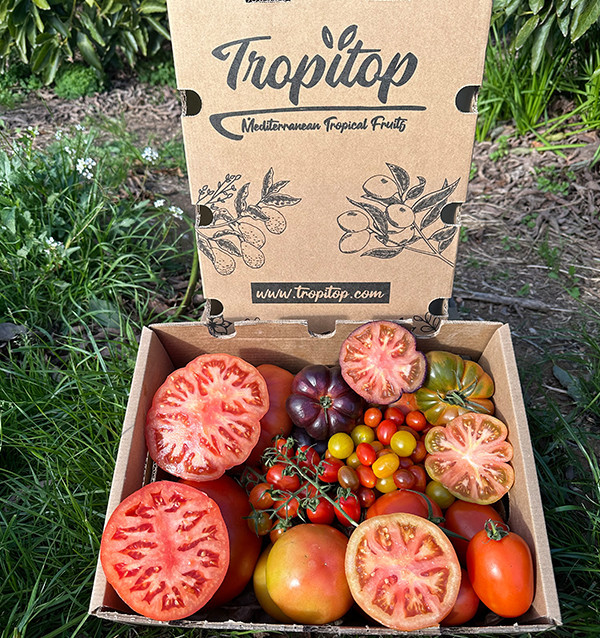 Comprar Pack Tomates variados de Temporada Online | Tomates Premium | Tropitop