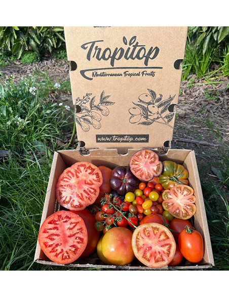 Comprar Pack Tomates variados de Temporada Online | Tomates Premium | Tropitop