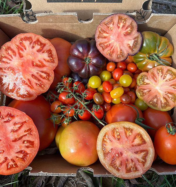 Comprar Pack Tomates variados de Temporada Online | Tomates Premium | Tropitop