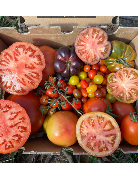Comprar Pack Tomates variados de Temporada Online | Tomates Premium | Tropitop