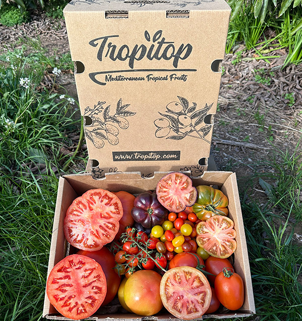 Comprar Pack Tomates variados de Temporada Online | Tomates Premium | Tropitop
